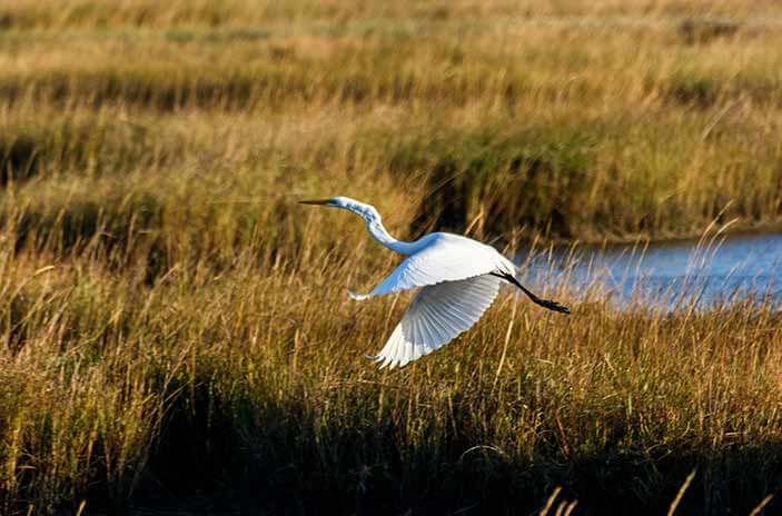 White egret flying low over golden marsh grasses near water